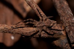 Ornodolomedes