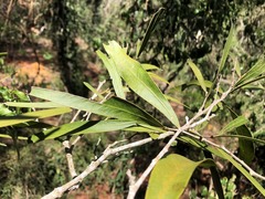 Acacia fasciculifera