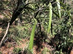 Acacia fasciculifera