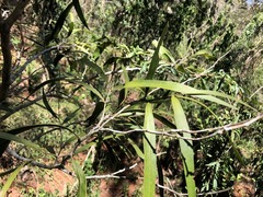 Acacia fasciculifera