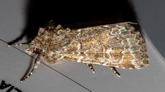 Ectopatria