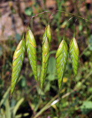 Bromus squarrosus