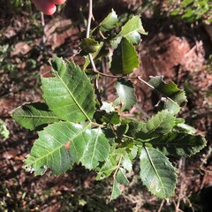 Alectryon subdentatus