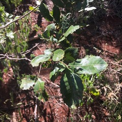 Alectryon subdentatus