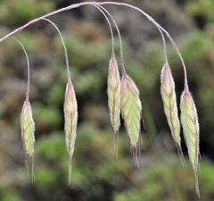 Bromus squarrosus