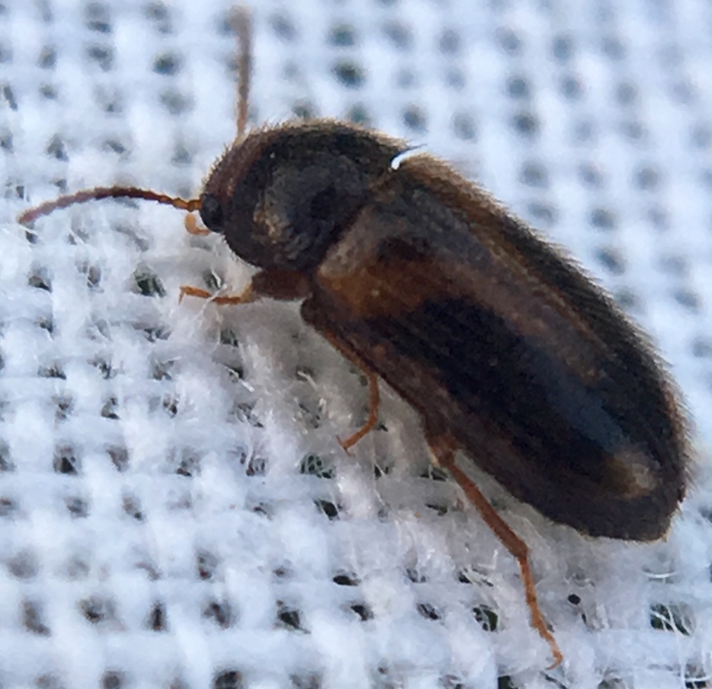 Eulagius filicornis