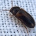 Stereophilus filicornis - Photo (c) Paul Cook, algunos derechos reservados (CC BY-NC), subido por Paul Cook