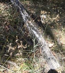 Senecio quadridentatus