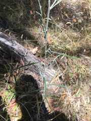 Senecio quadridentatus