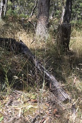 Senecio quadridentatus