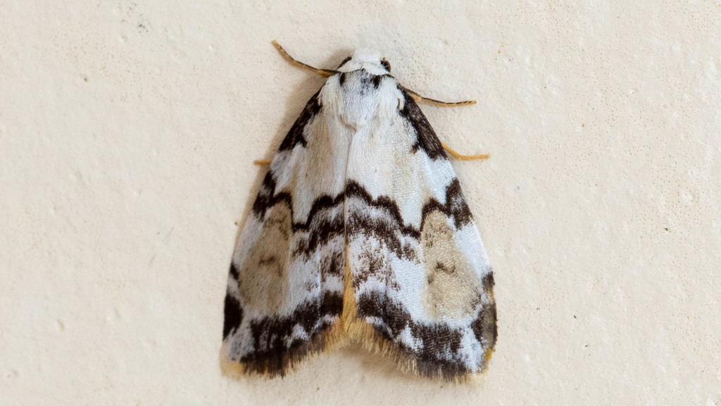 Thallarcha epiostola