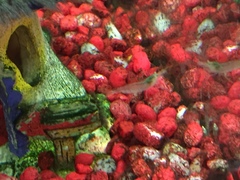 Caridina multidentata