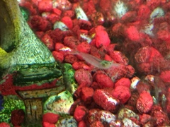 Caridina multidentata