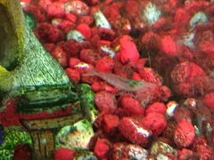 Caridina multidentata