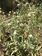 Calocephalus lacteus