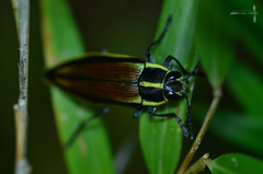 Epistomentis pictus