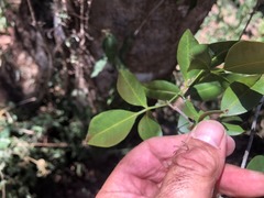 Dinosperma erythrococcum