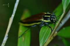 Epistomentis pictus