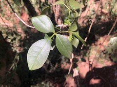 Dinosperma erythrococcum