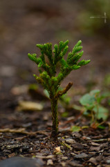 Austrolycopodium magellanicum