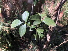 Dinosperma erythrococcum