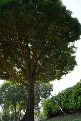 Alstonia scholaris
