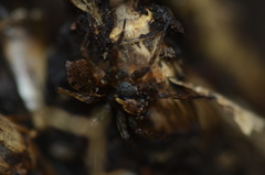 Sanogasta