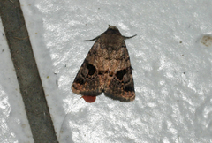 Lepidoptera