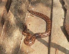 Eryx whitakeri