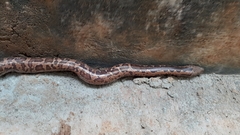 Eryx whitakeri