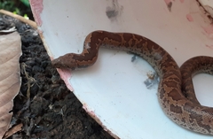 Eryx whitakeri