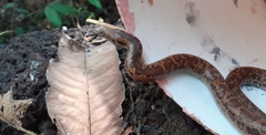 Eryx whitakeri