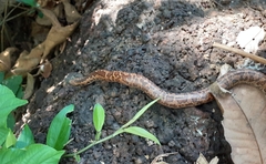 Eryx whitakeri