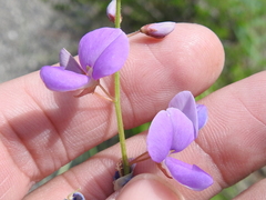 Desmodium batocaulon