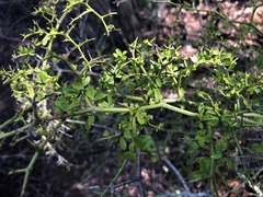 Everistia vacciniifolia nervosa
