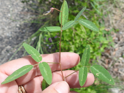 Image of Desmodium batocaulon by (c) Sam Kieschnick, some rights reserved (CC BY)