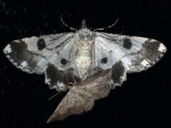 Cleora displicata