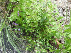 Desmodium batocaulon