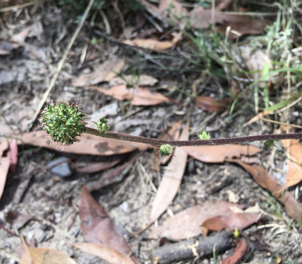 Acaena × anserovina (Acaena × anserovina)