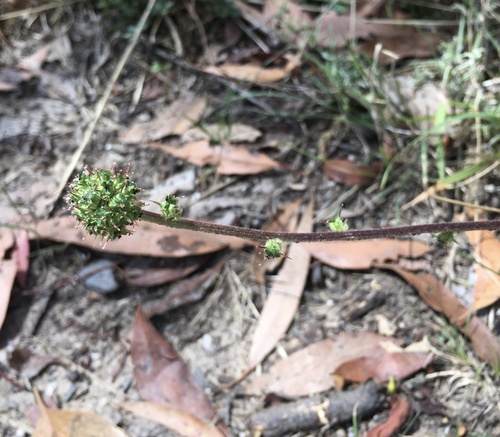 sheep's bur (Acaena ×)