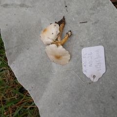 Cystolepiota seminuda