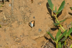 Colotis phisadia
