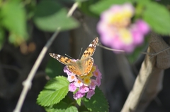 Vanessa cardui