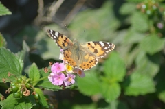 Vanessa cardui