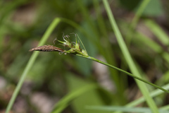 Carex longirostrata