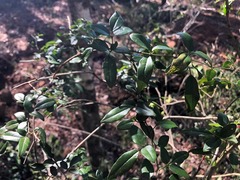 Jasminum didymum racemosum