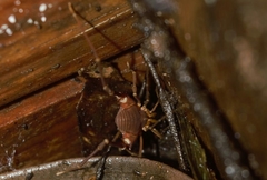 Krateromaspis dilatata