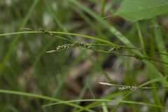 Carex lanceolata lanceolata