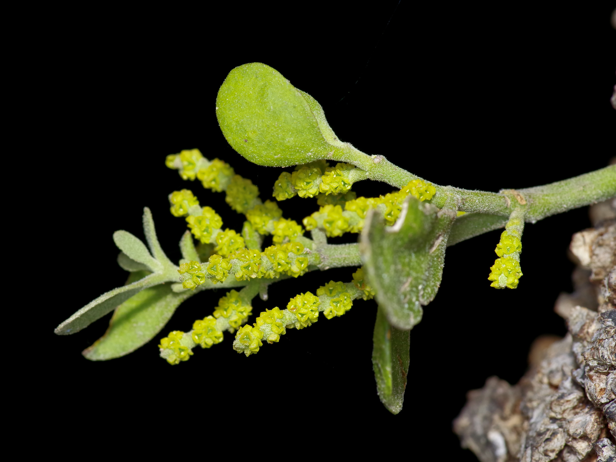 Phoradendron