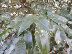 Castanopsis sieboldii